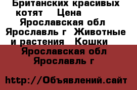 Британских красивых котят  › Цена ­ 2 000 - Ярославская обл., Ярославль г. Животные и растения » Кошки   . Ярославская обл.,Ярославль г.